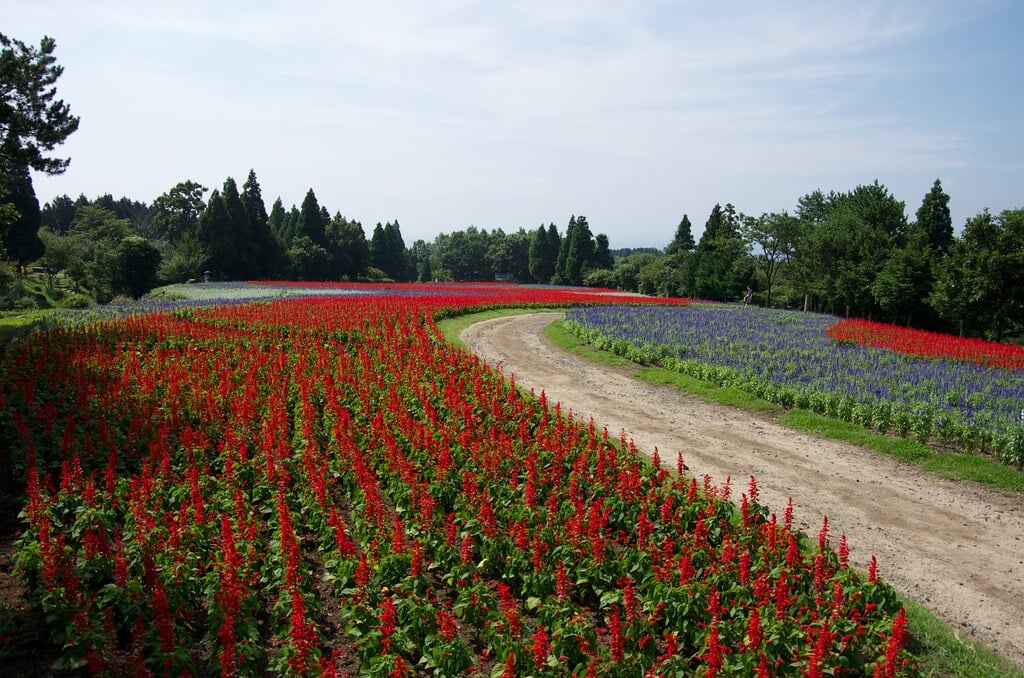 くじゅう花公園の写真3
