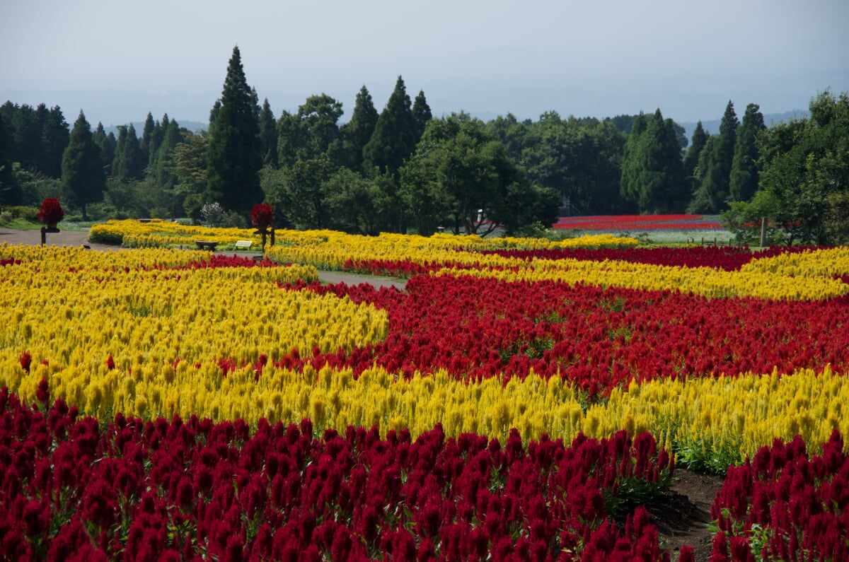 くじゅう花公園の写真4
