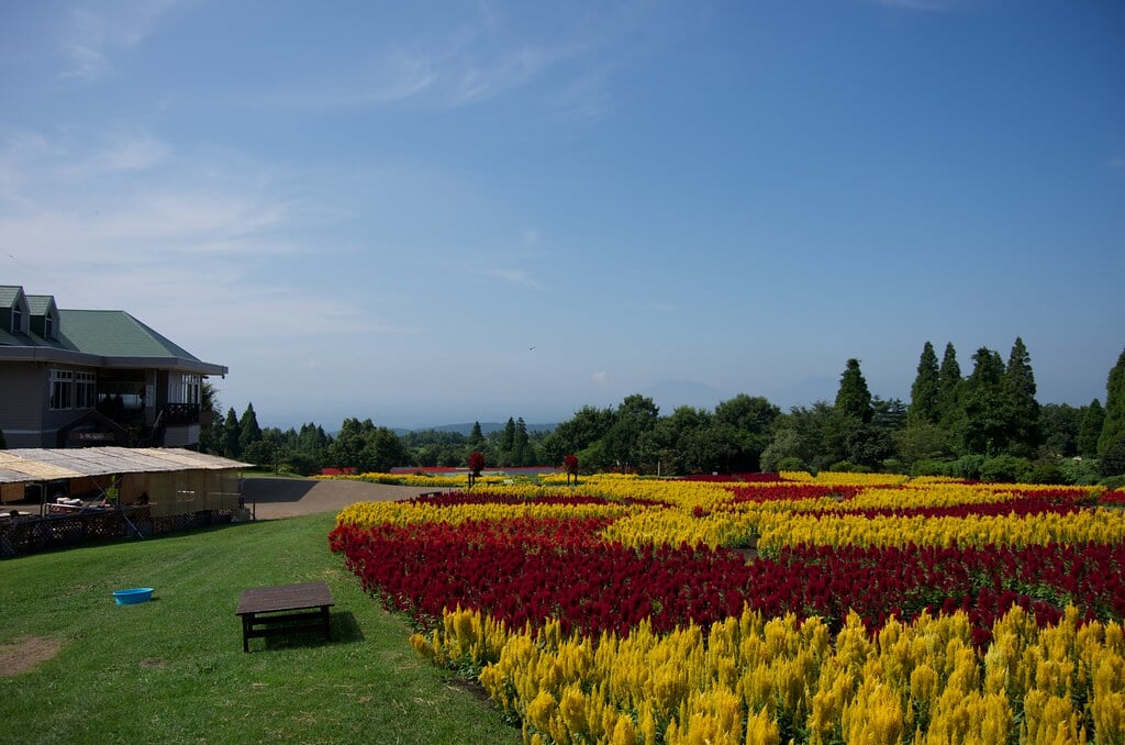 くじゅう花公園の写真8