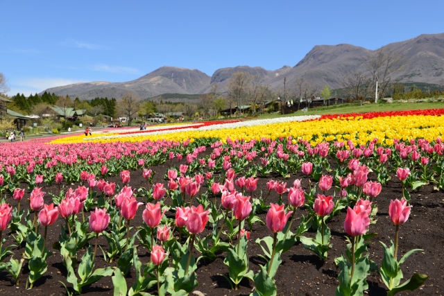 くじゅう花公園の写真9