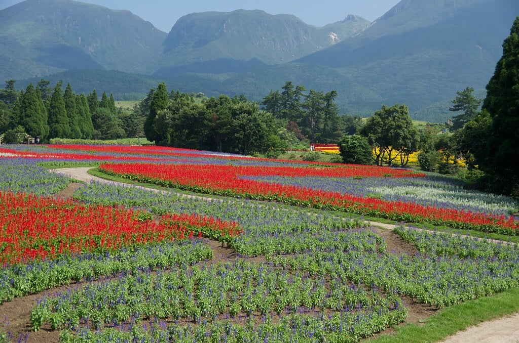 くじゅう花公園の写真12
