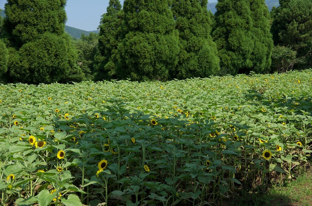 くじゅう花公園の写真15
