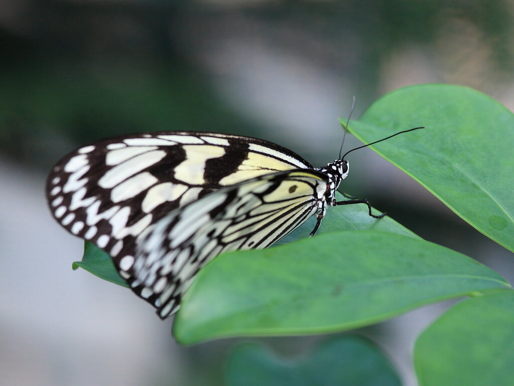 フラワーパークかごしまの写真2