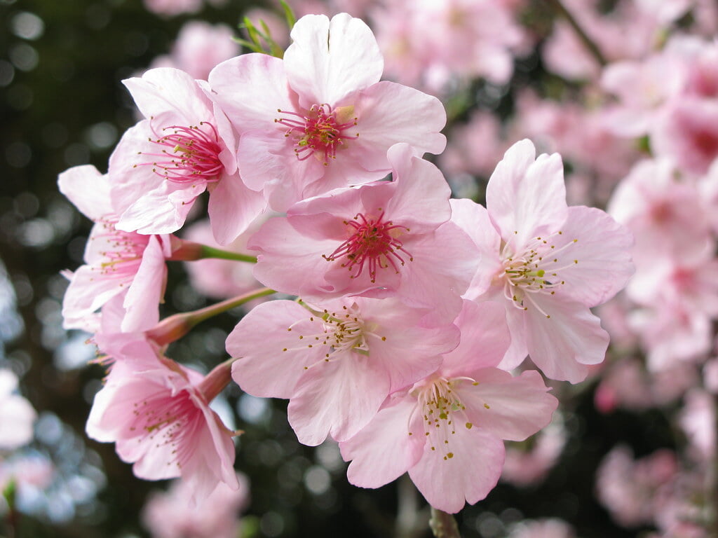 フラワーパークかごしまの写真5