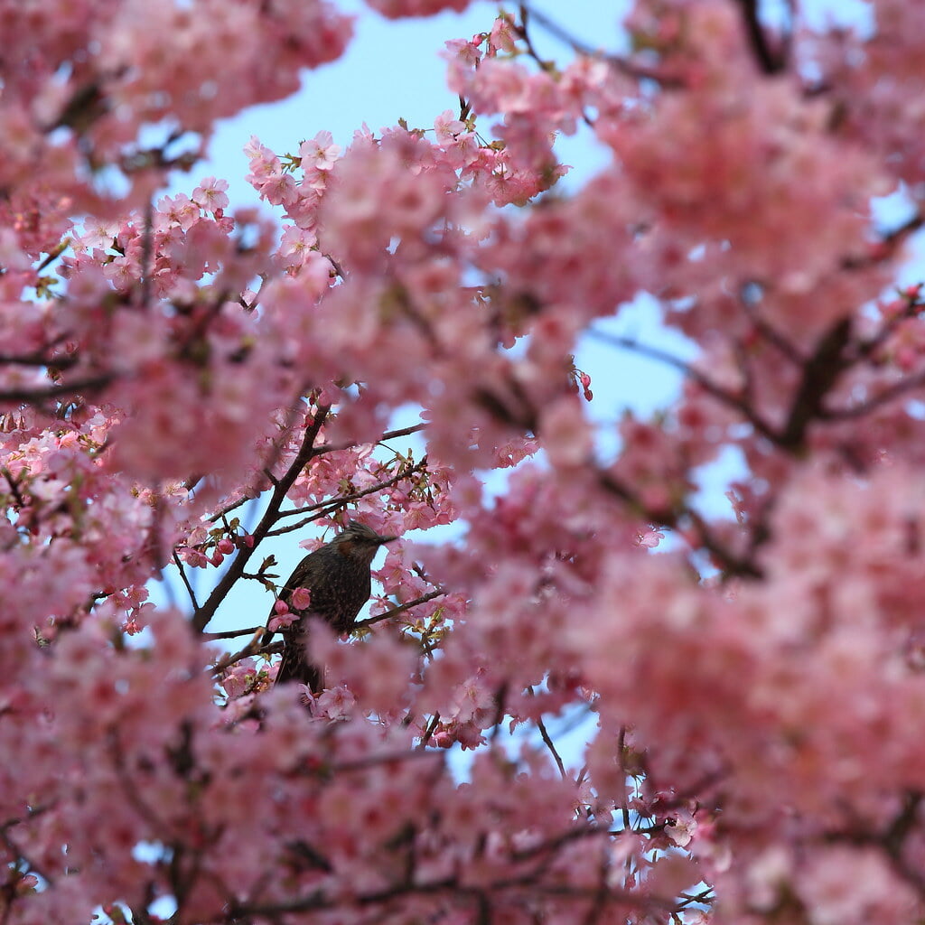 フラワーパークかごしまの写真6