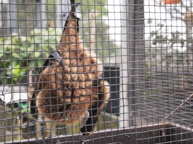 沖縄こどもの国の写真2
