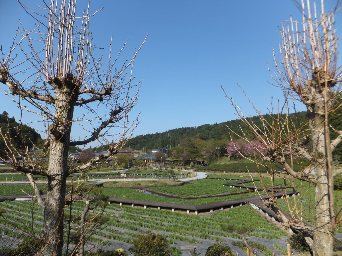 永沢寺 花菖蒲園の写真2