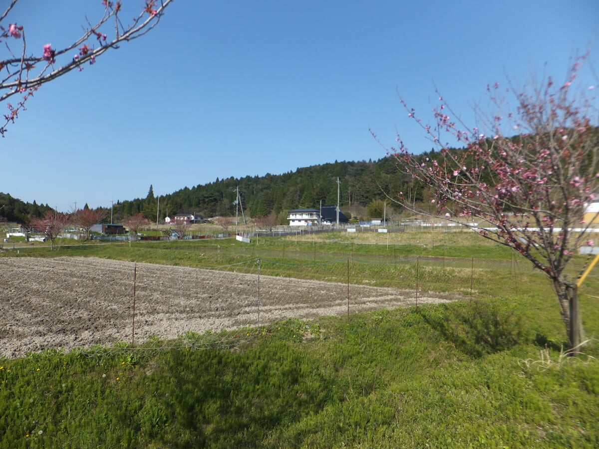 永沢寺 花菖蒲園の写真3