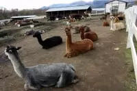 那須アルパカ牧場