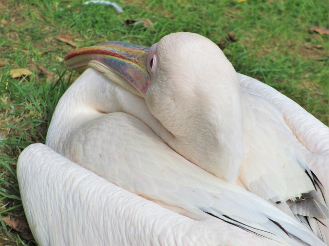 【閉園】ノースサファリサッポロの写真3