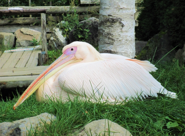 【閉園】ノースサファリサッポロの写真4