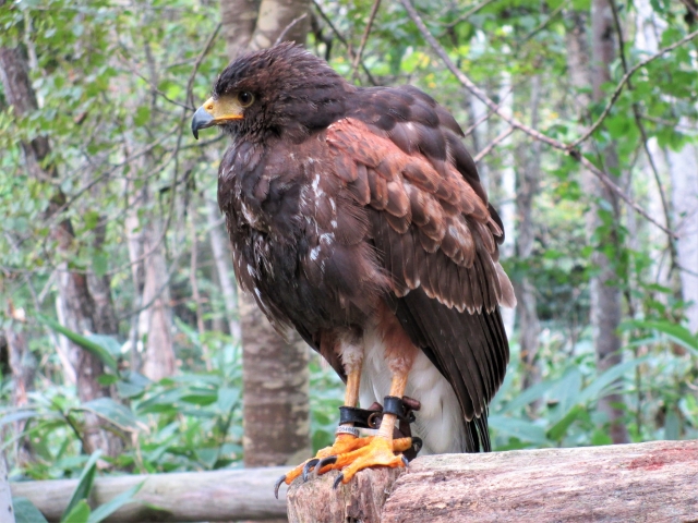 【閉園】ノースサファリサッポロの写真5