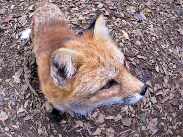 【閉園】ノースサファリサッポロの写真6