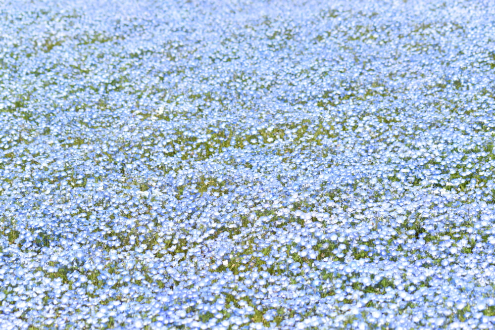 東武トレジャーガーデンの写真3