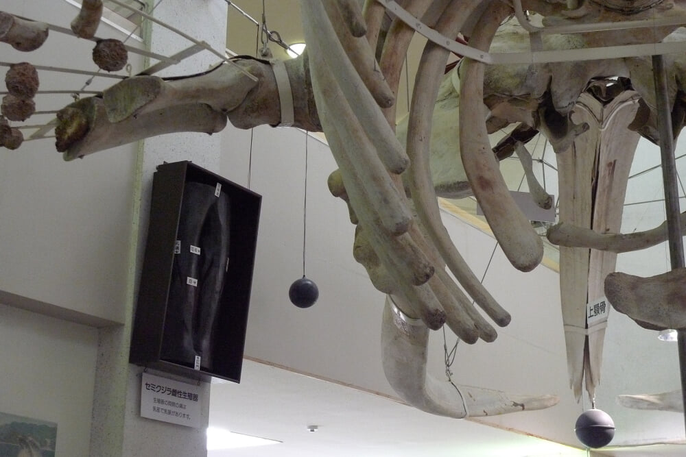 太地町立くじらの博物館の写真3