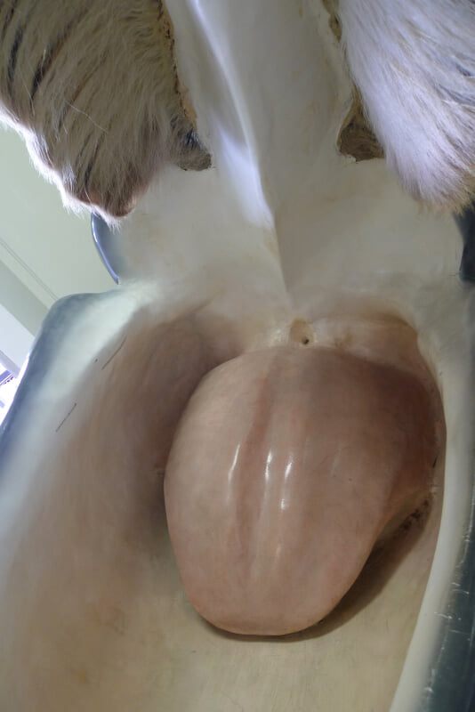 太地町立くじらの博物館の写真7