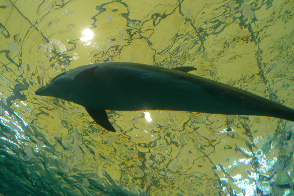 太地町立くじらの博物館の写真8