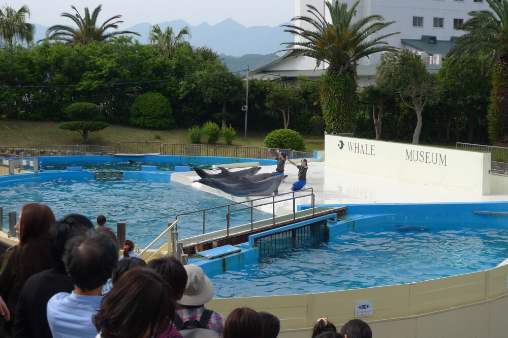 太地町立くじらの博物館の写真10