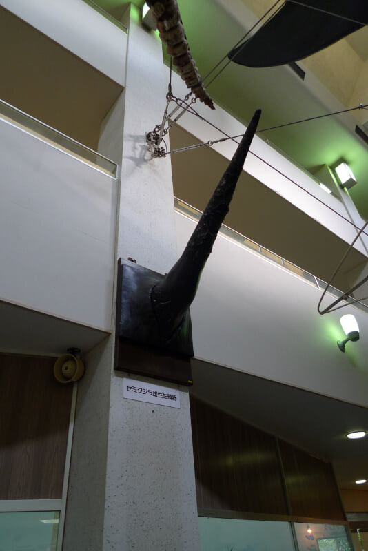 太地町立くじらの博物館の写真12