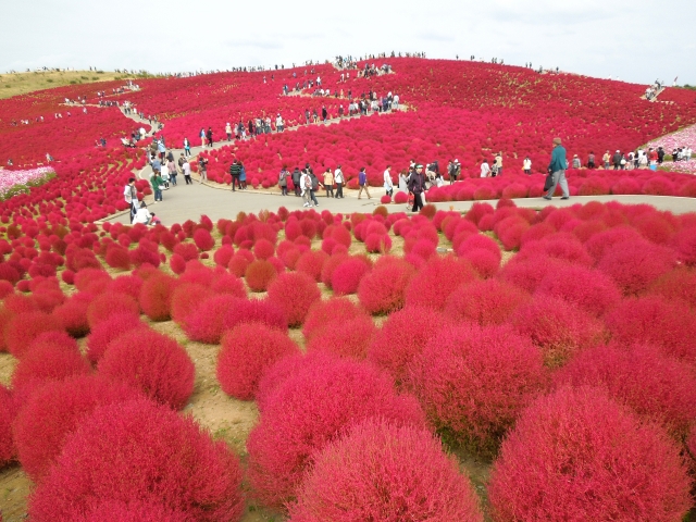 国営ひたち海浜公園の写真4