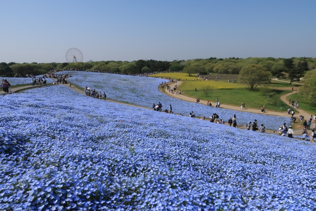 国営ひたち海浜公園の写真6