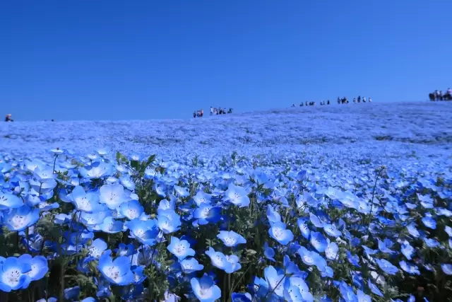 国営ひたち海浜公園の写真1