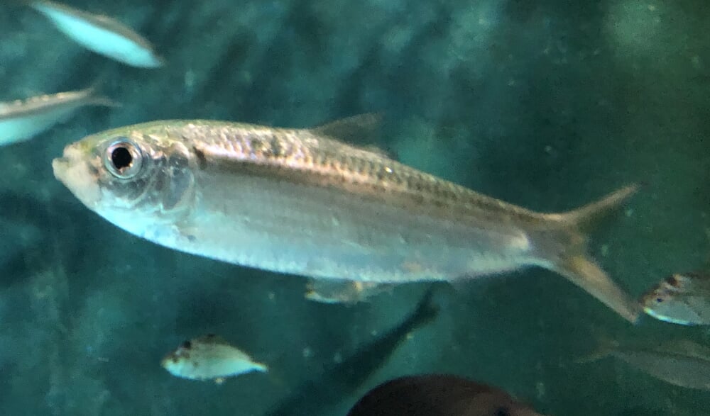 桂浜水族館の写真2