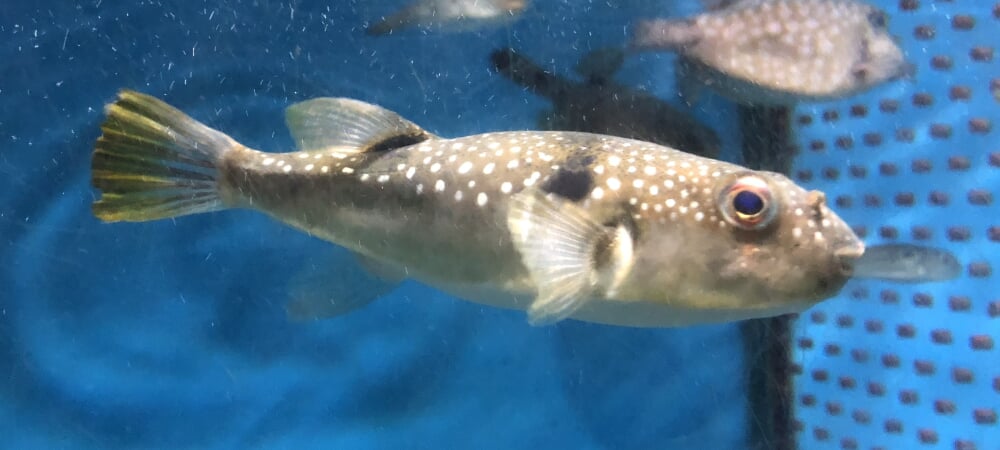 桂浜水族館の写真3