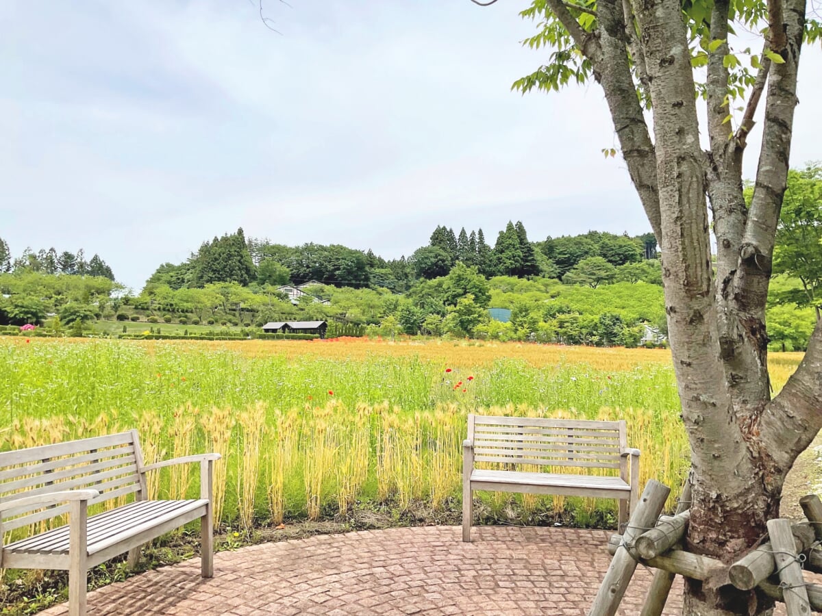 中之条ガーデンズの写真2