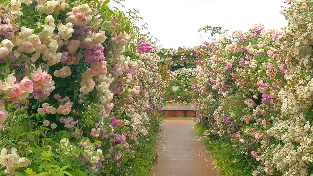 中之条ガーデンズの写真3