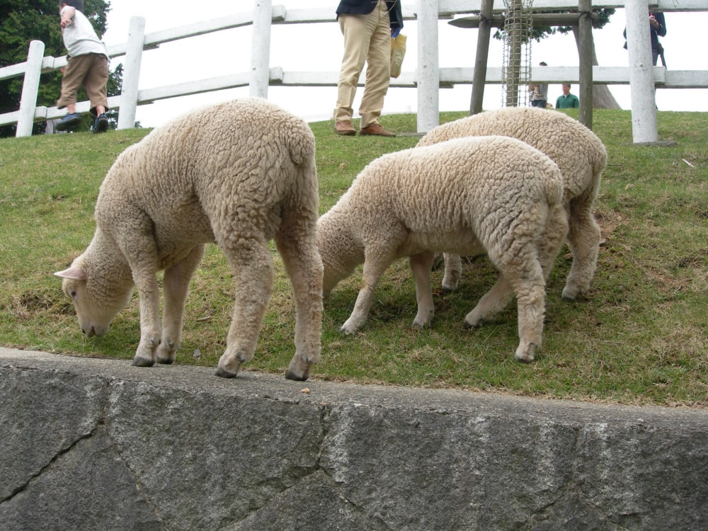 神戸市立六甲山牧場の写真3