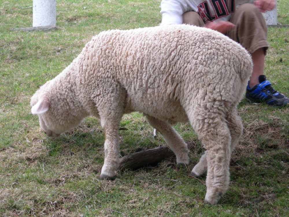 神戸市立六甲山牧場の写真4