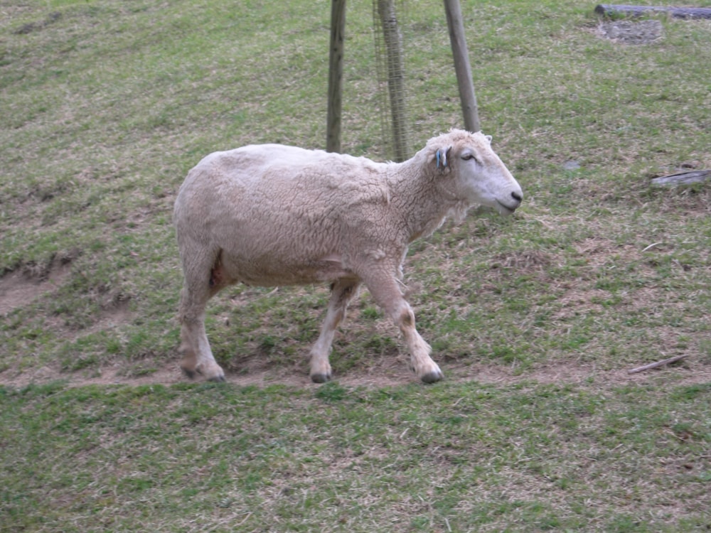 神戸市立六甲山牧場の写真5