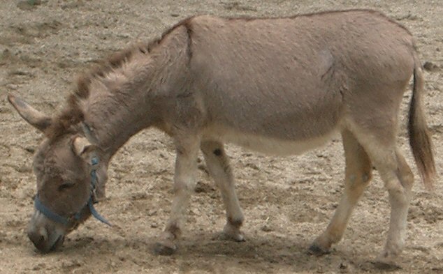 神戸市立六甲山牧場の写真6