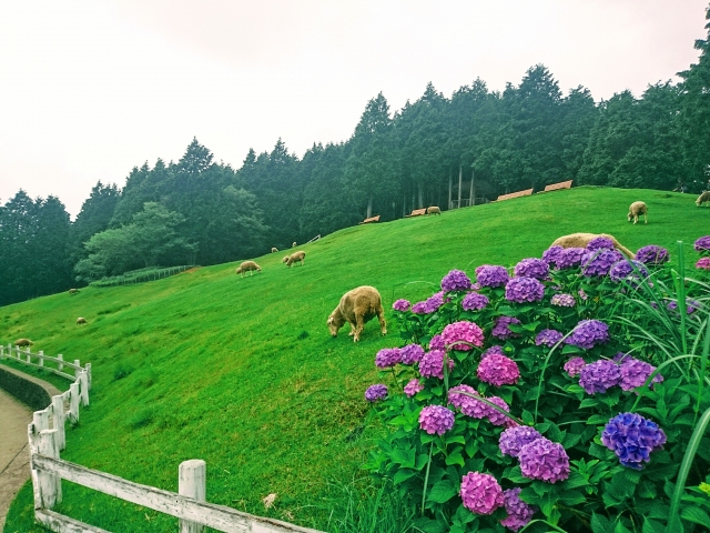 神戸市立六甲山牧場の写真7