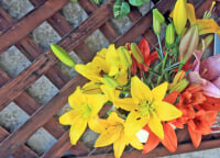 ゆりの郷こしみずリリーパーク