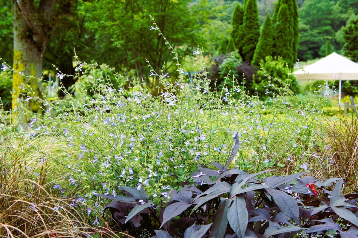 蒜山ハーブガーデン ハービルの写真5