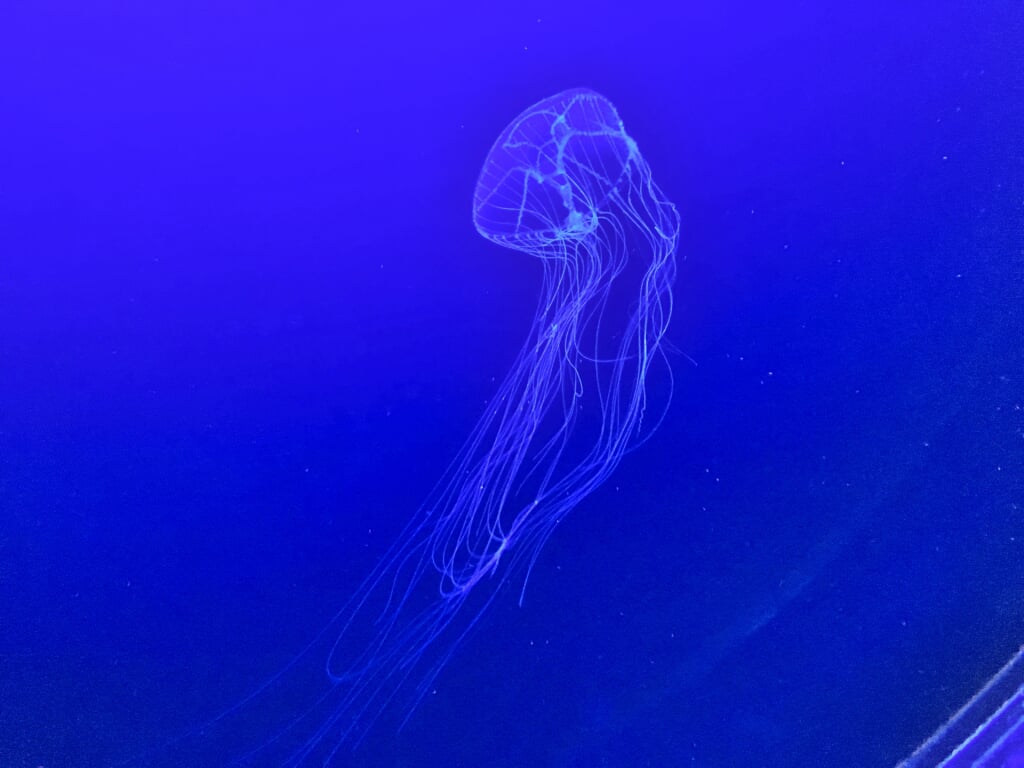 マリホ水族館の写真2