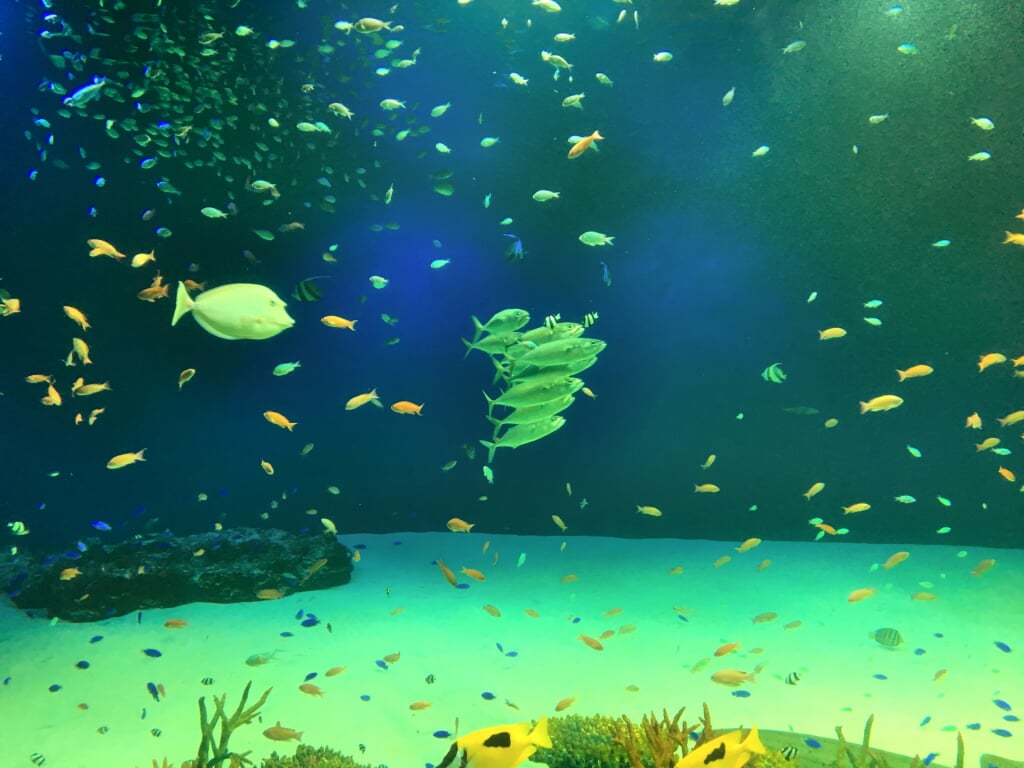 マリホ水族館の写真1