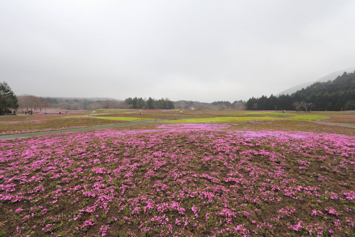 富士 芝桜まつりの写真2
