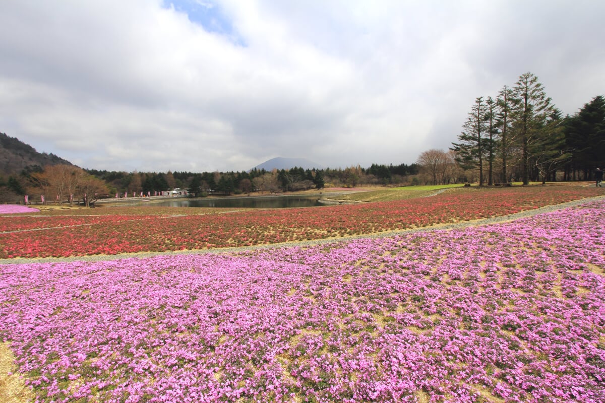 富士 芝桜まつりの写真3