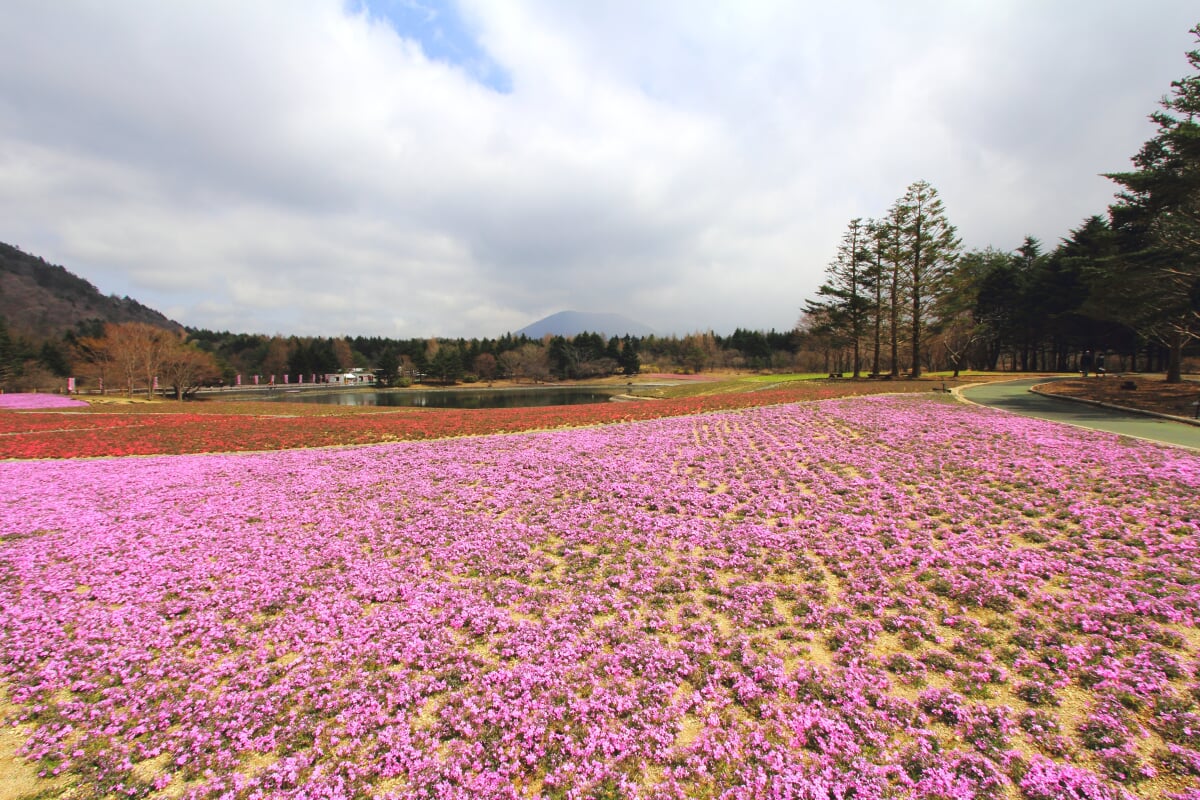 富士 芝桜まつりの写真4