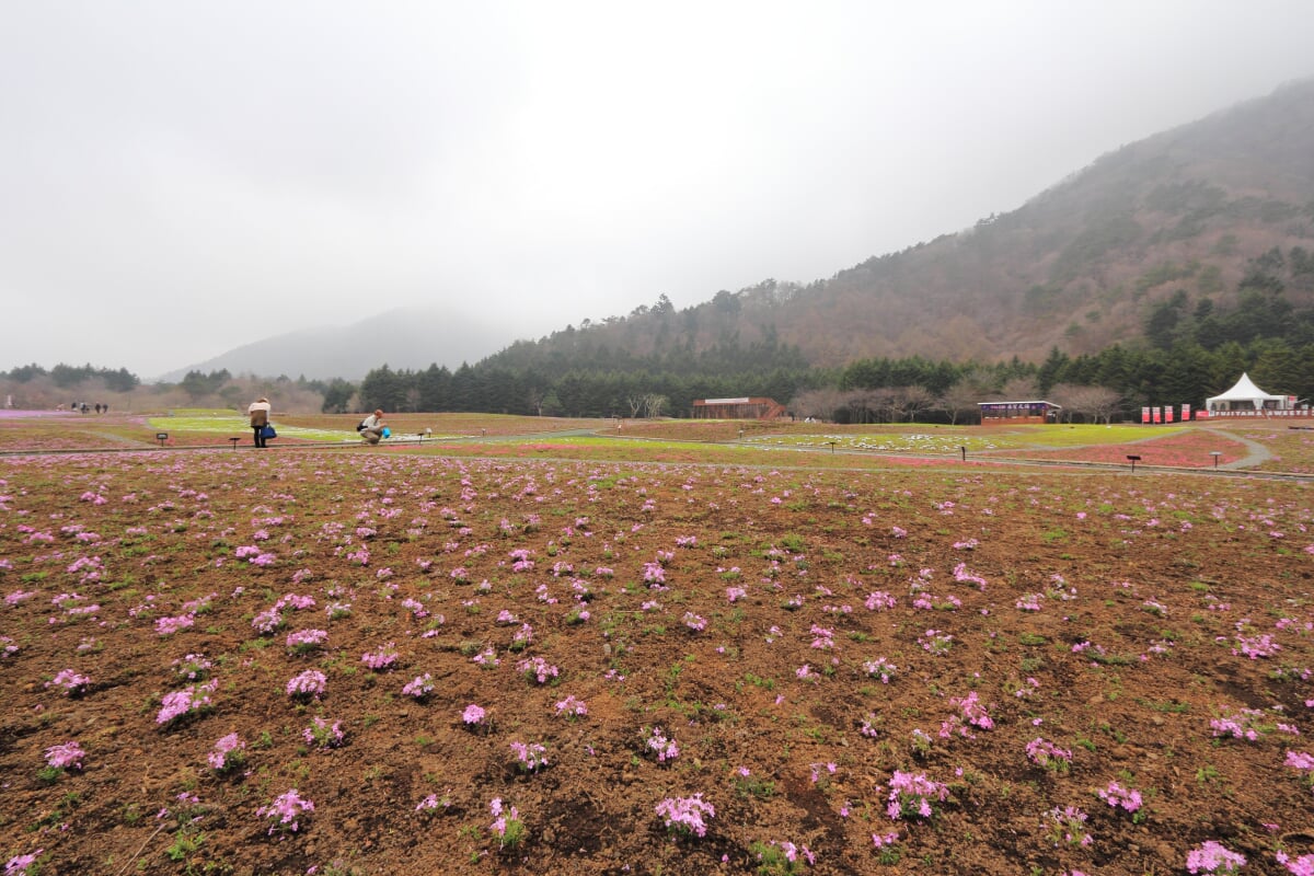 富士 芝桜まつりの写真5