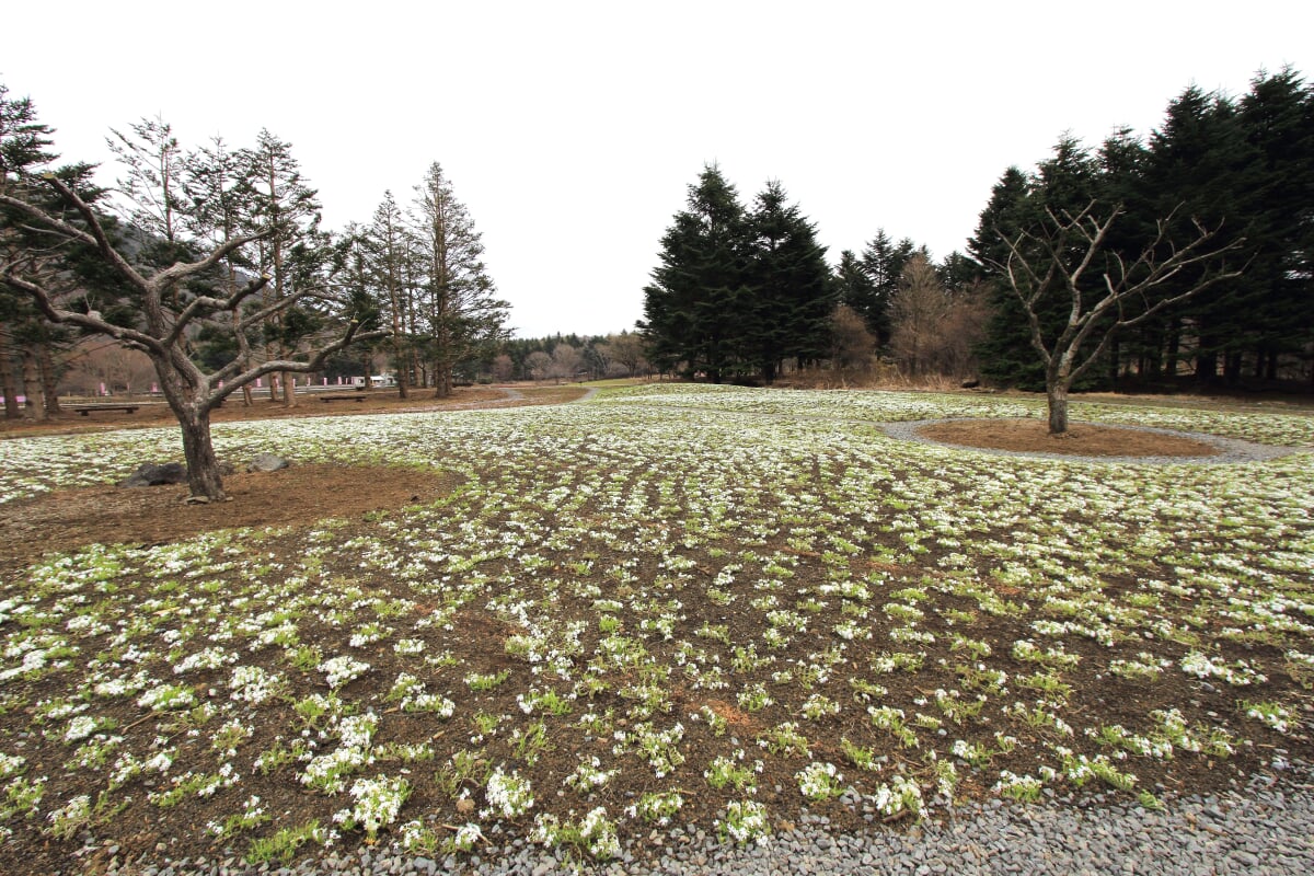 富士 芝桜まつりの写真6