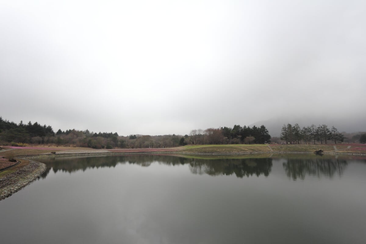 富士 芝桜まつりの写真7