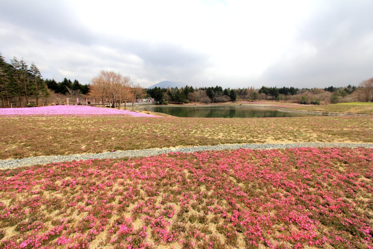 富士 芝桜まつりの写真8