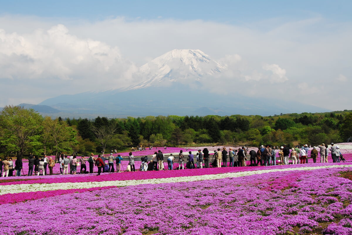 富士 芝桜まつりの写真9