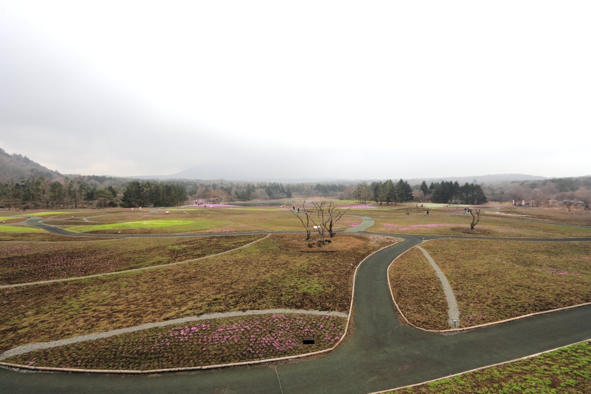 富士 芝桜まつりの写真10