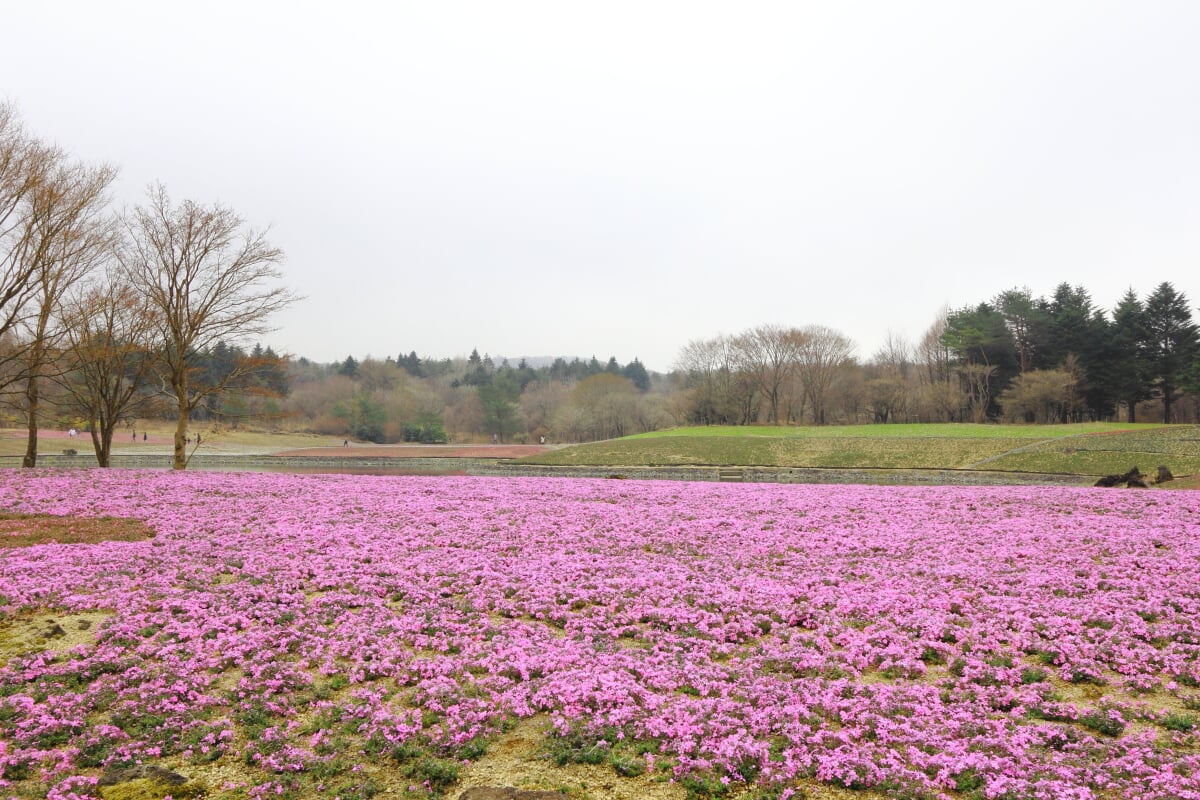 富士 芝桜まつりの写真11