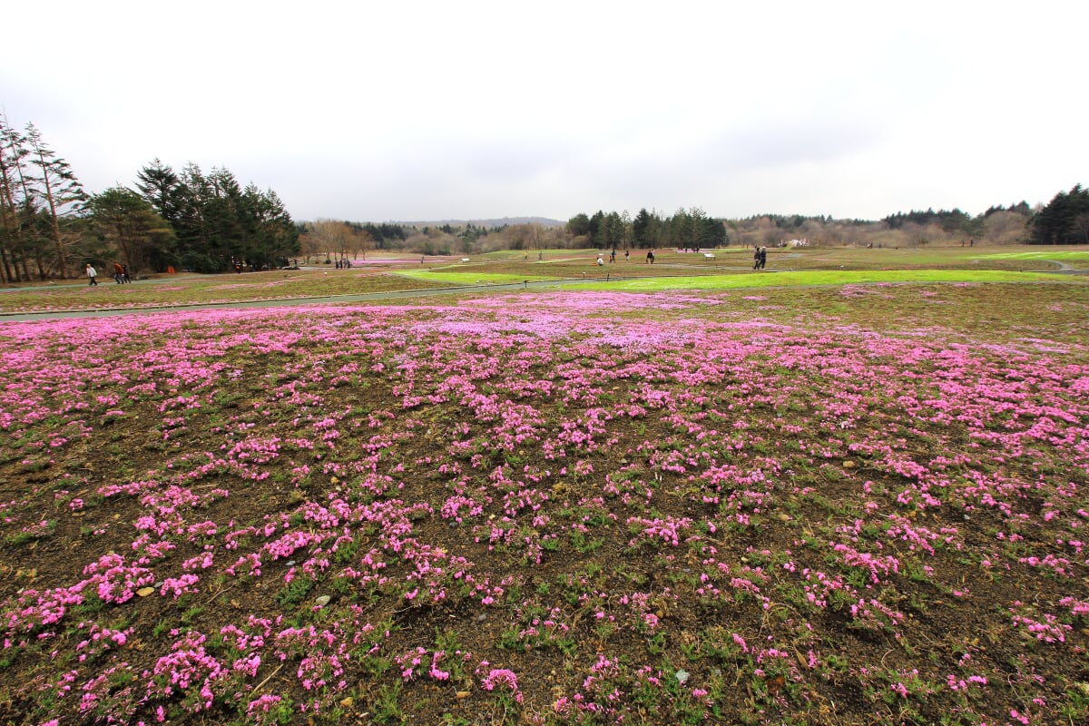 富士 芝桜まつりの写真12